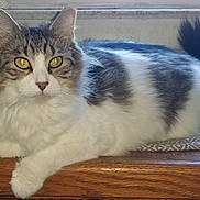 Muffin is registered to the contest to win money with this photo: cat, fluffy, yellow_eyes, window, wooden_surface, indoor, resting, feline, pet, white_fur, gray_fur, tail, animal, mammal, domestic, relaxed, closeup, portrait, whiskers, cute