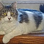 cat, fluffy, yellow_eyes, window, wooden_surface, indoor, resting, feline, pet, white_fur, gray_fur, tail, animal, mammal, domestic, relaxed, closeup, portrait, whiskers, cute