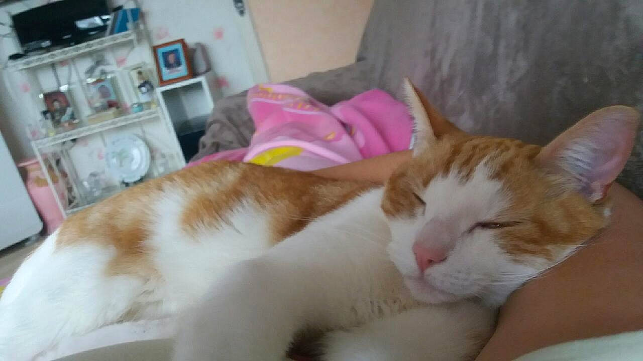 Calina a rejoint le concours — aidez-le/la à gagner de superbes lots ! carnivore, cat, claw, comfort, domestic_short_haired_cat, fawn, felidae, fur, home_appliance, kitchen_appliance, microwave_oven, nap, paw, room, sleep, small_to_medium_sized_cats, snout, tail, whiskers