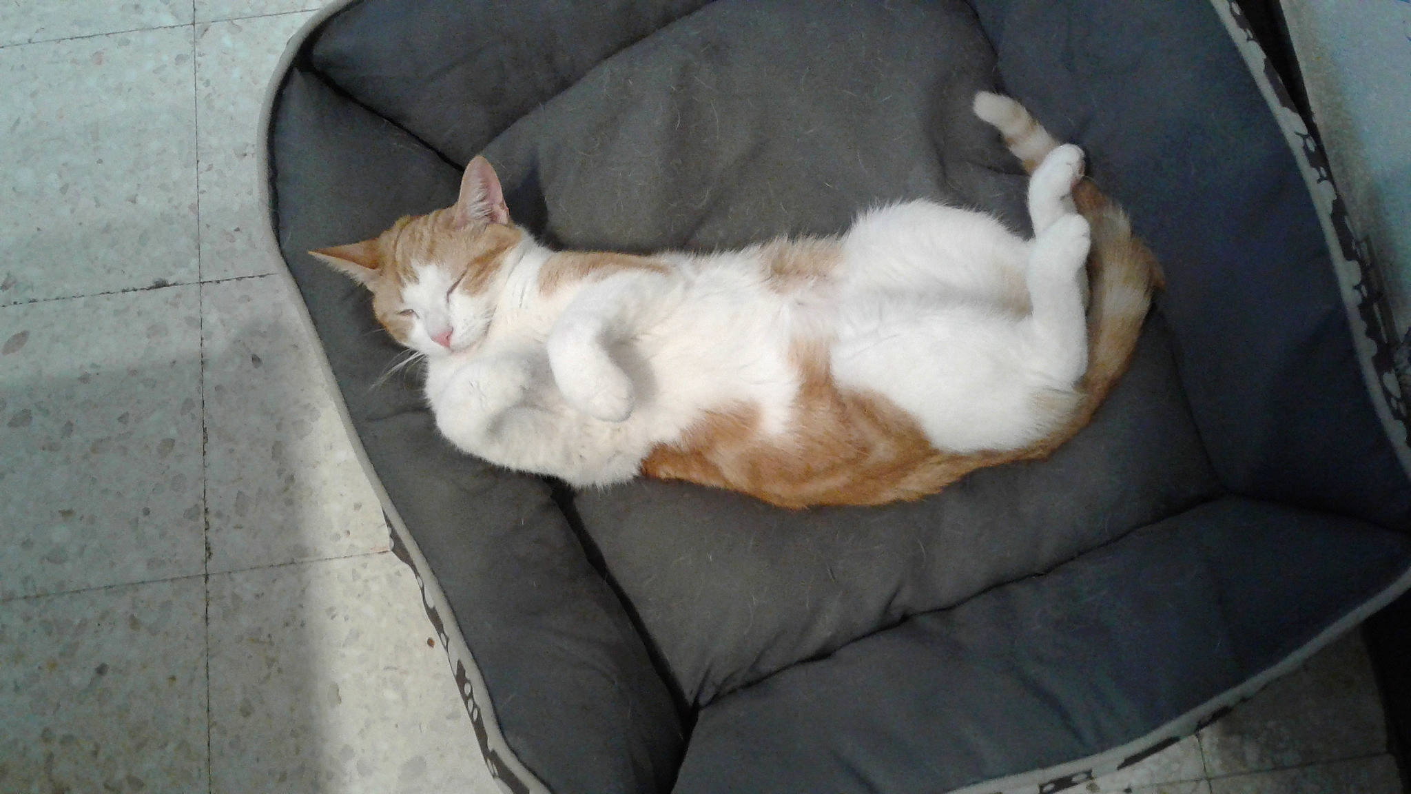 Calina participe au concours pour gagner de l'argent avec cette photo : canidae, carnivore, cat, cat_bed, cat_supply, comfort, companion_dog, couch, dog_breed, domestic_short_haired_cat, fawn, felidae, fur, musical_instrument, nap, paw, small_to_medium_sized_cats, snout, tail, whiskers