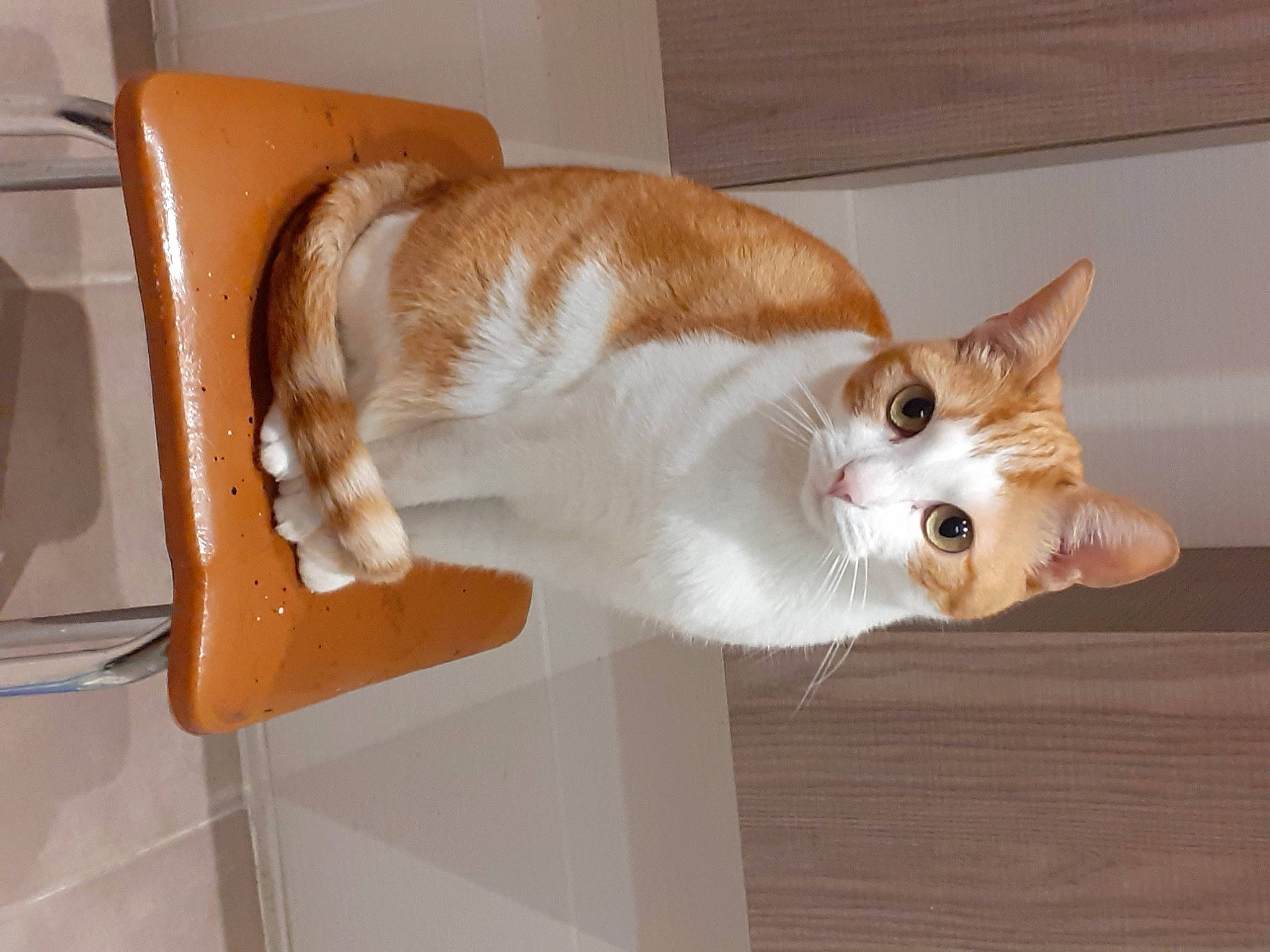 Calina a rejoint le concours — aidez-le/la à gagner de superbes lots ! carnivore, cat, chair, domestic_short_haired_cat, fawn, felidae, flooring, fur, hardwood, mammal, paw, small_to_medium_sized_cats, snout, tail, whiskers, wood