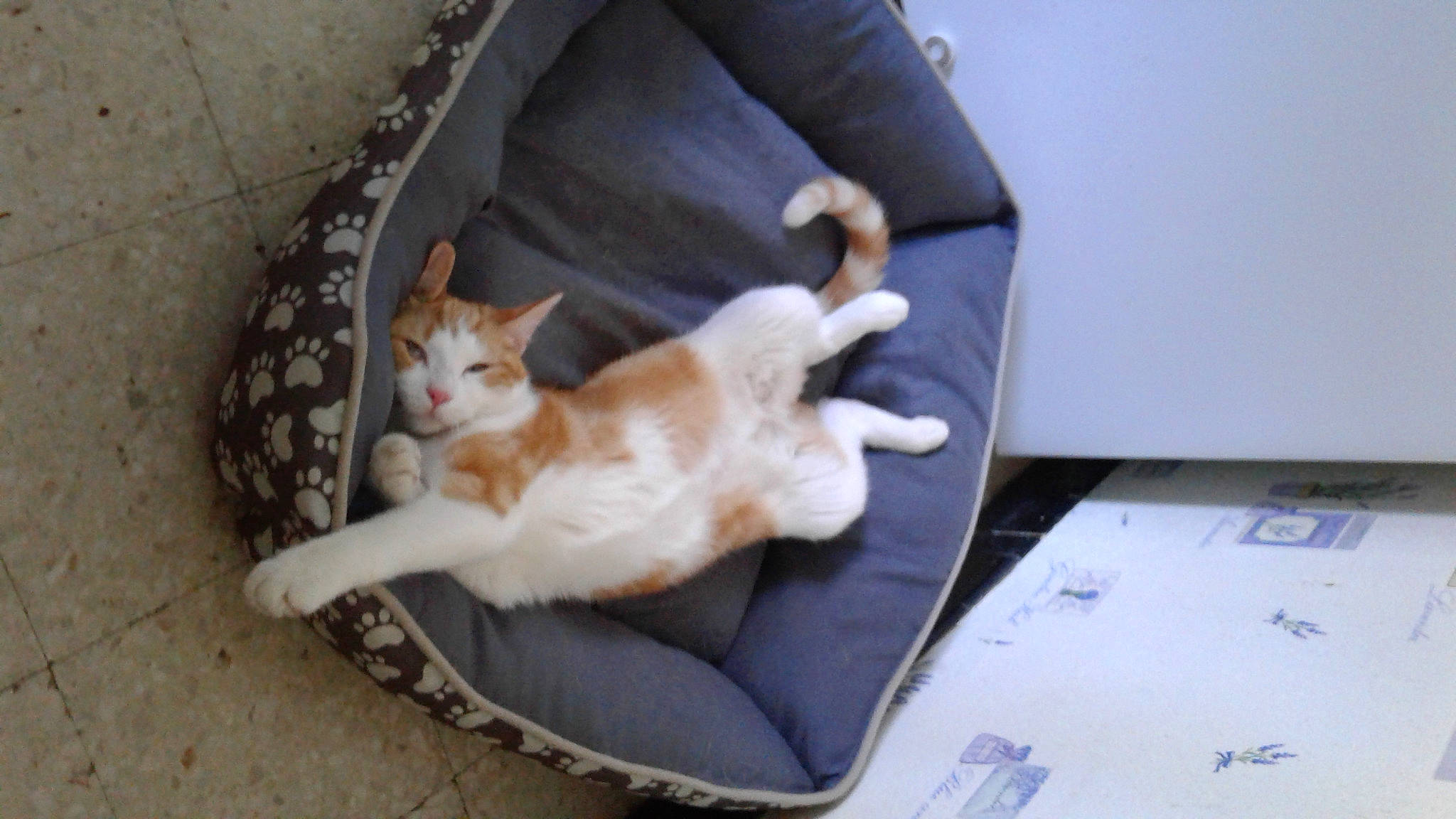 Calina participe au concours pour gagner de l'argent avec cette photo : box, canidae, carnivore, cat, cat_supply, claw, comfort, companion_dog, couch, domestic_short_haired_cat, fawn, felidae, flooring, fur, paw, sitting, small_to_medium_sized_cats, tail, whiskers, wood