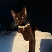 Nikki joined the competition — help win amazing prizes! cat, brown_cat, pet, animal, feline, collar, whiskers, yellow_eyes, sunlight, shadow, blanket, indoor, resting, fur, portrait, closeup, relaxed, soft_texture, dark_background, domestic_animal