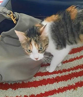 Chelsea a rejoint le concours — aidez-le/la à gagner de superbes lots ! carnivore, cat, claw, comfort, domestic_short_haired_cat, felidae, fur, paw, small_to_medium_sized_cats, snout, tail, textile, whiskers, window, woven_fabric