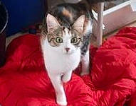 Chelsea a rejoint le concours — aidez-le/la à gagner de superbes lots ! carnivore, cat, cat_supply, domestic_short_haired_cat, event, felidae, fur, pet_supply, photo_caption, small_to_medium_sized_cats, snout, whiskers