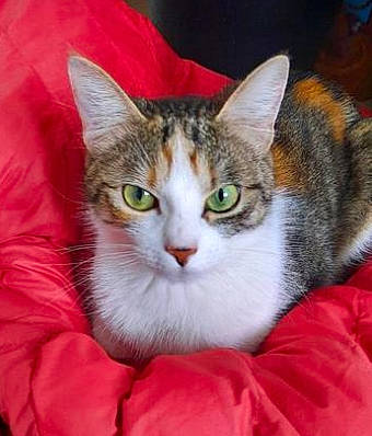 Chelsea participe au concours pour gagner de l'argent avec cette photo : art, carnivore, cat, collar, comfort, domestic_short_haired_cat, eye, felidae, fur, iris, paw, small_to_medium_sized_cats, snout, tail, whiskers