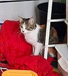 Chelsea participe au concours pour gagner de l'argent avec cette photo : carnivore, cat, cat_bed, cat_supply, comfort, couch, domestic_short_haired_cat, felidae, flooring, fur, pet_supply, photo_caption, room, sitting, small_to_medium_sized_cats, thigh, whiskers