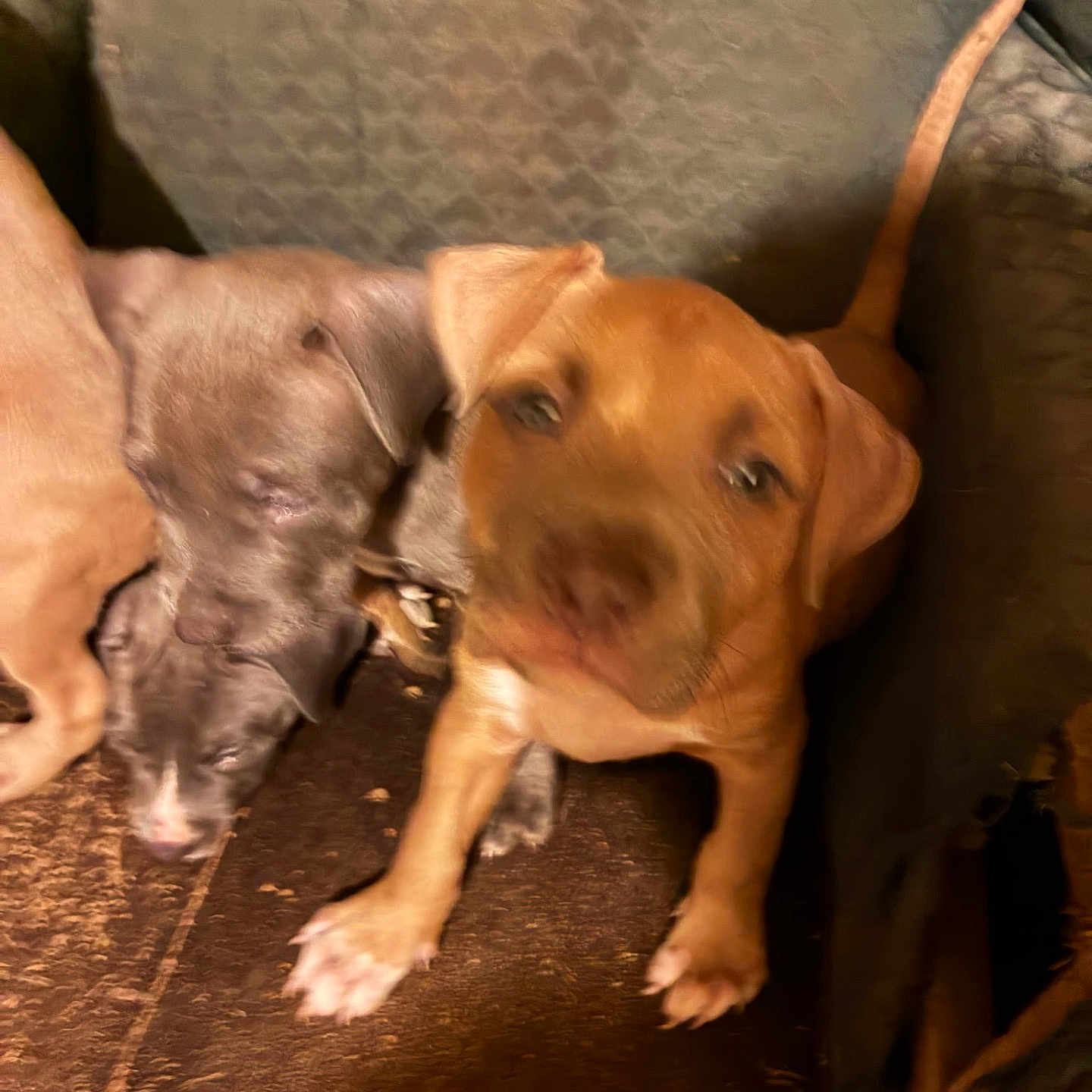 Suga joined the competition — help win amazing prizes! puppy, dog, brown_dog, gray_dog, couch, indoor, pet, animal, snuggling, sleeping, cute, young_dog, furniture, cozy, companion, domestic_animal, two_dogs, resting, tail, paw