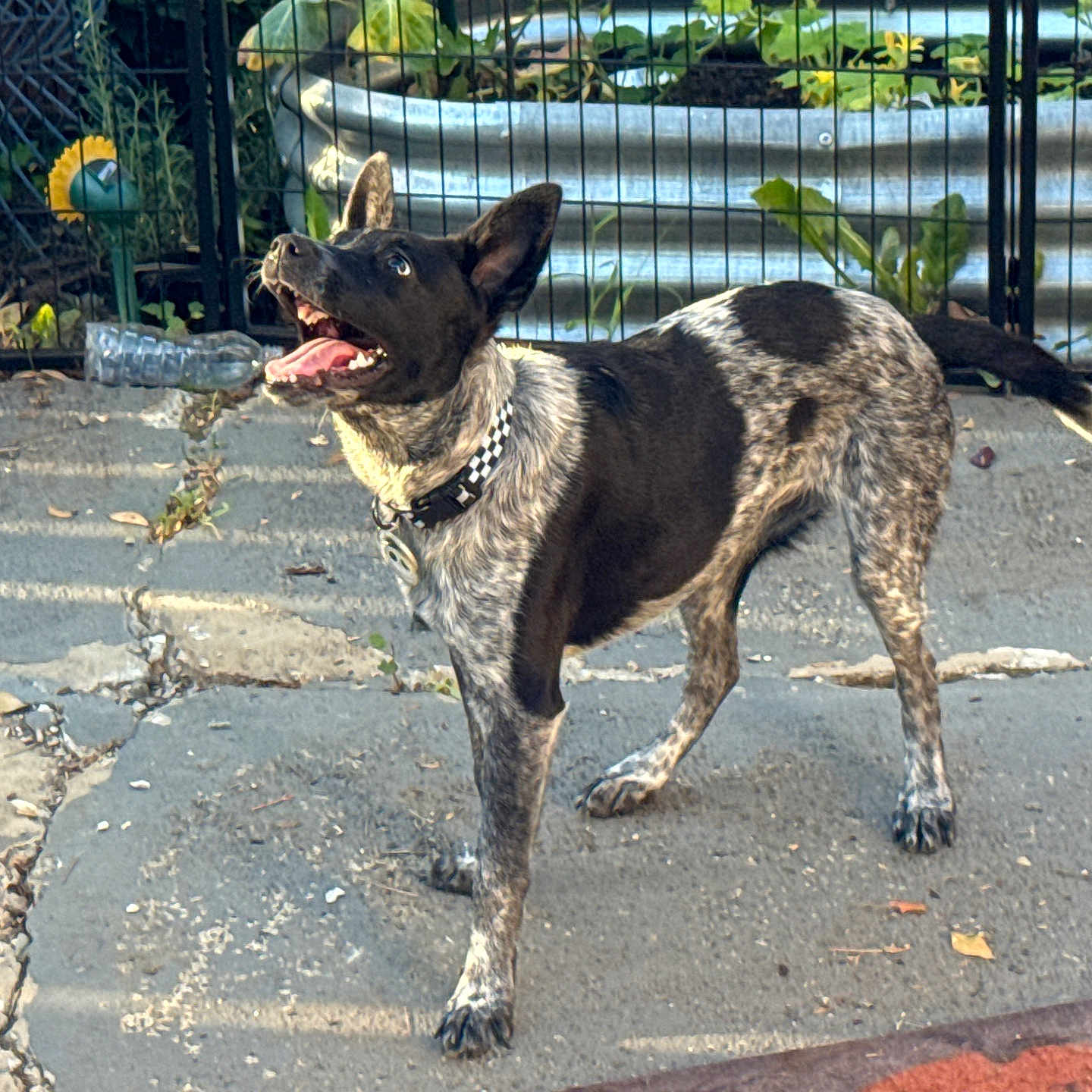 Fiona joined the competition — help win amazing prizes! accessories, animal, ball, bulldog, canine, chihuahua, dog, flagstone, germanshepherd, hound, leash, path, pet, pointer, road, sidewalk, slate, sport, strap, walkway