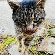 Bubba is registered to the contest to win money with this photo: cat, tabby_cat, animal, pet, feline, close_up, portrait, whiskers, ears, green_eyes, outdoor, nature, rocky_path, grass, leaves, walking, curious, fur, striped_fur, mammal