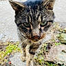 cat, tabby_cat, animal, pet, feline, close_up, portrait, whiskers, ears, green_eyes, outdoor, nature, rocky_path, grass, leaves, walking, curious, fur, striped_fur, mammal