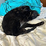Mia joined the competition — help win amazing prizes! black_cat, cat, bed, blanket, indoor, pet, fur, relaxed, sleeping, cozy, animal, domestic_animal, cute, whiskers, feline, paw, resting, home, comfort, mammal