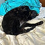 black_cat, cat, bed, blanket, indoor, pet, fur, relaxed, sleeping, cozy, animal, domestic_animal, cute, whiskers, feline, paw, resting, home, comfort, mammal