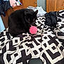 Mia is registered to the contest to win money with this photo: black_cat, cat, bed, blanket, pink_toy, fuzzy_ball, bedroom, furniture, door, clothes, black_and_white, pattern, pet, indoor, playful, animal, soft_toy, wooden_furniture, lifestyle, curious
