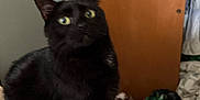 Mia is registered to the contest to win money with this photo: black_cat, cat, pet, indoor, bed, furniture, door, clutter, green_eyes, animal, fur, whiskers, ears, sitting, looking, side_view, domestic_cat, household, curious, feline