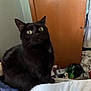 black_cat, cat, pet, indoor, bed, furniture, door, clutter, green_eyes, animal, fur, whiskers, ears, sitting, looking, side_view, domestic_cat, household, curious, feline