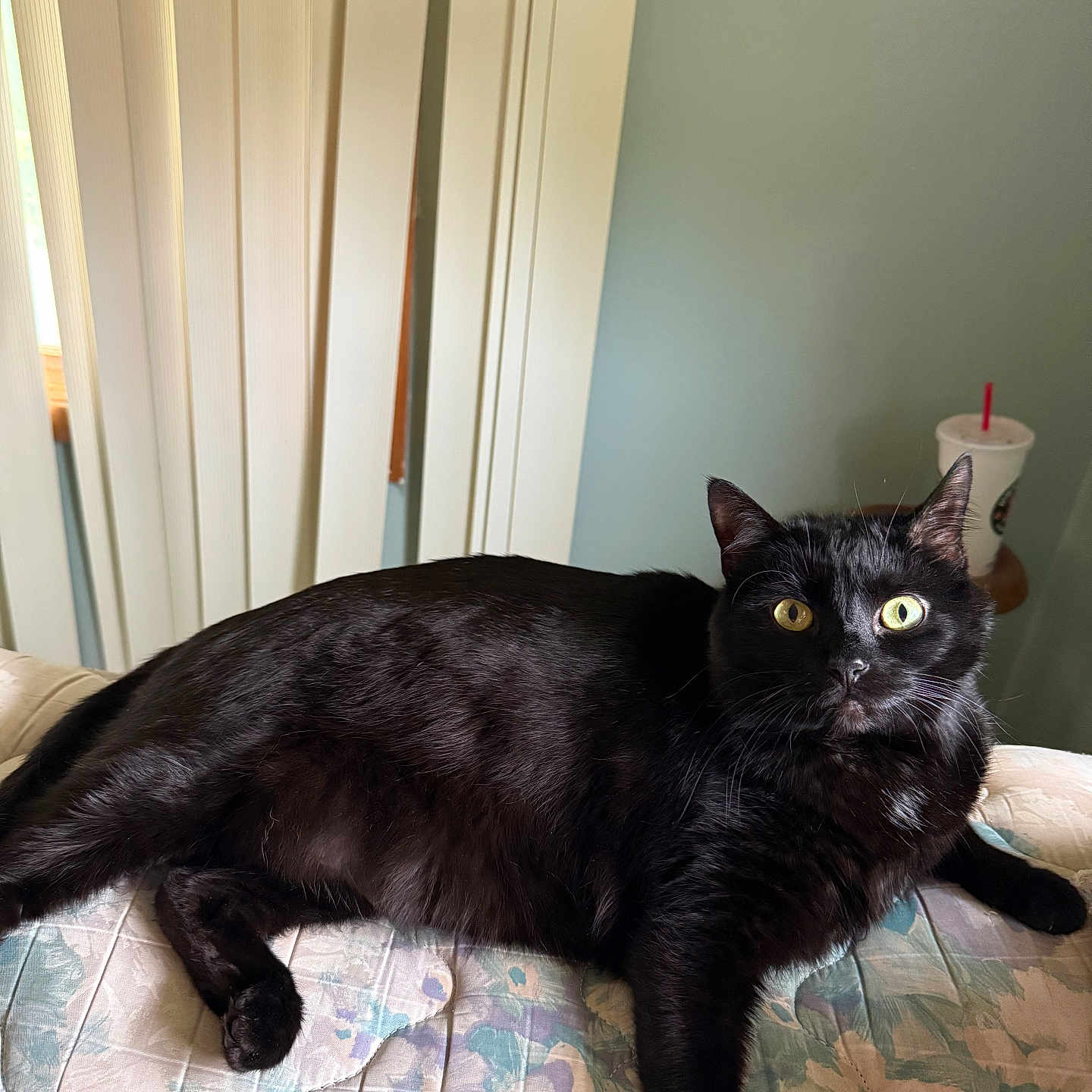 Mia joined the competition — help win amazing prizes! bed, black_cat, cat, cup, curious, domestic_animal, floral_pattern, fur, home, indoor, lying_down, mammal, mattress, pet, relaxed, table, wall, whiskers, window_blinds, yellow_eyes