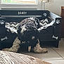 Bandy participe au concours pour gagner de l'argent avec cette photo : dog, dog_bed, paw_print, bone, curly_fur, black_and_white, indoor, tile_floor, wooden_table, blanket, cozy, pet, animal, furniture, window, natural_light, resting, legs_spread, home, cute
