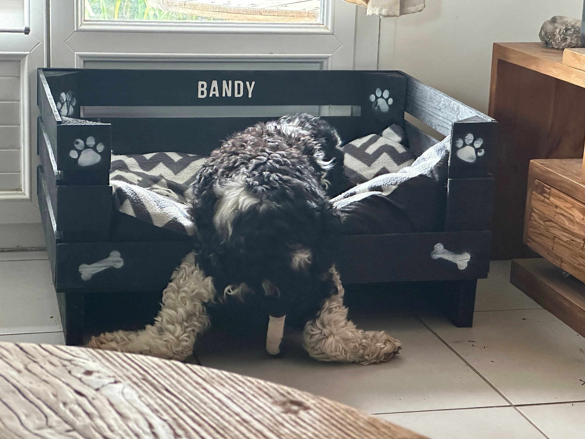 Bandy participe au concours pour gagner de l'argent avec cette photo : dog, dog_bed, paw_print, bone, curly_fur, black_and_white, indoor, tile_floor, wooden_table, blanket, cozy, pet, animal, furniture, window, natural_light, resting, legs_spread, home, cute