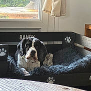 Bandy a rejoint le concours — aidez-le/la à gagner de superbes lots ! dog, dog_bed, indoor, wooden_furniture, window, natural_light, paw_print, bone_symbol, blanket, pet, resting, black_and_white, cozy, home_interior, curtain, table, wood_texture, fur, animal, relaxation