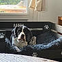 dog, dog_bed, indoor, wooden_furniture, window, natural_light, paw_print, bone_symbol, blanket, pet, resting, black_and_white, cozy, home_interior, curtain, table, wood_texture, fur, animal, relaxation