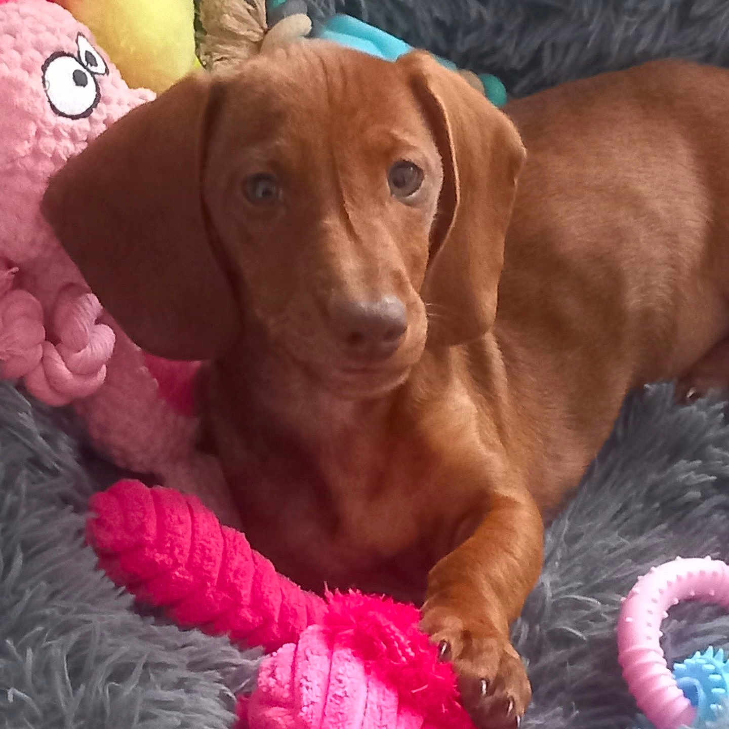 Daisy a rejoint le concours — aidez-le/la à gagner de superbes lots ! dog, dachshund, puppy, brown_dog, pet, animal, sitting, lying_down, looking_at_camera, floppy_ears, long_body, short_legs, toy, plush_toy, pink_toy, colorful, furry_bed, indoor, cute, portrait