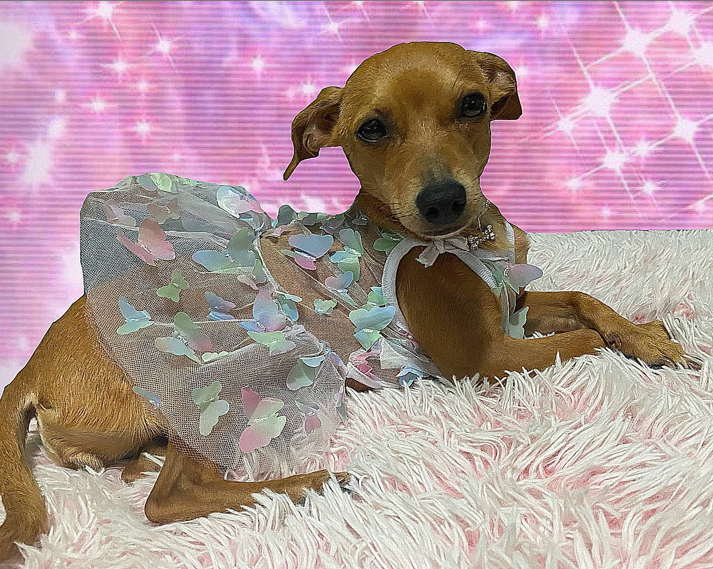 Hermosa is registered to the contest to win money with this photo: bed, canidae, carnivore, collar, comfort, companion_dog, dog, dog_breed, dog_collar, dog_supply, fawn, liver, paw, pet_supply, snout, sporting_group, terrestrial_animal, toy, working_animal