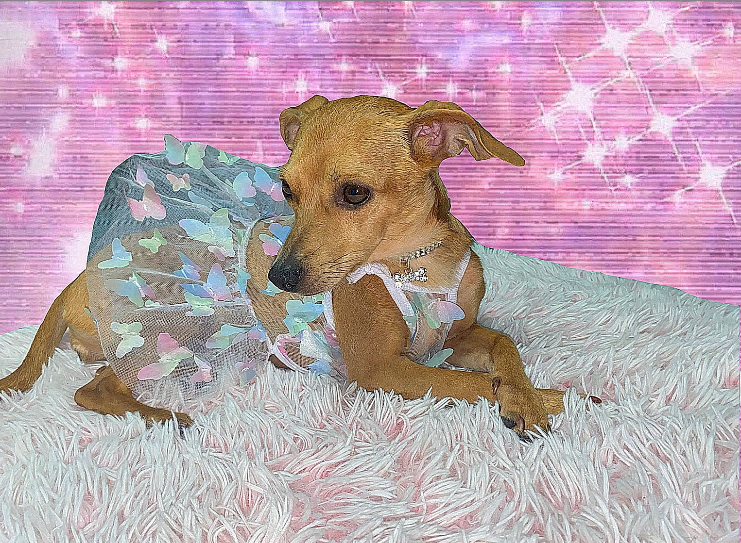 Hermosa joined the competition — help win amazing prizes! art, canidae, carnivore, companion_dog, dog, dog_breed, dog_clothes, dog_supply, fawn, linens, liver, painting, paw, pet_supply, rectangle, snout, sporting_group, tail, terrestrial_animal, working_animal