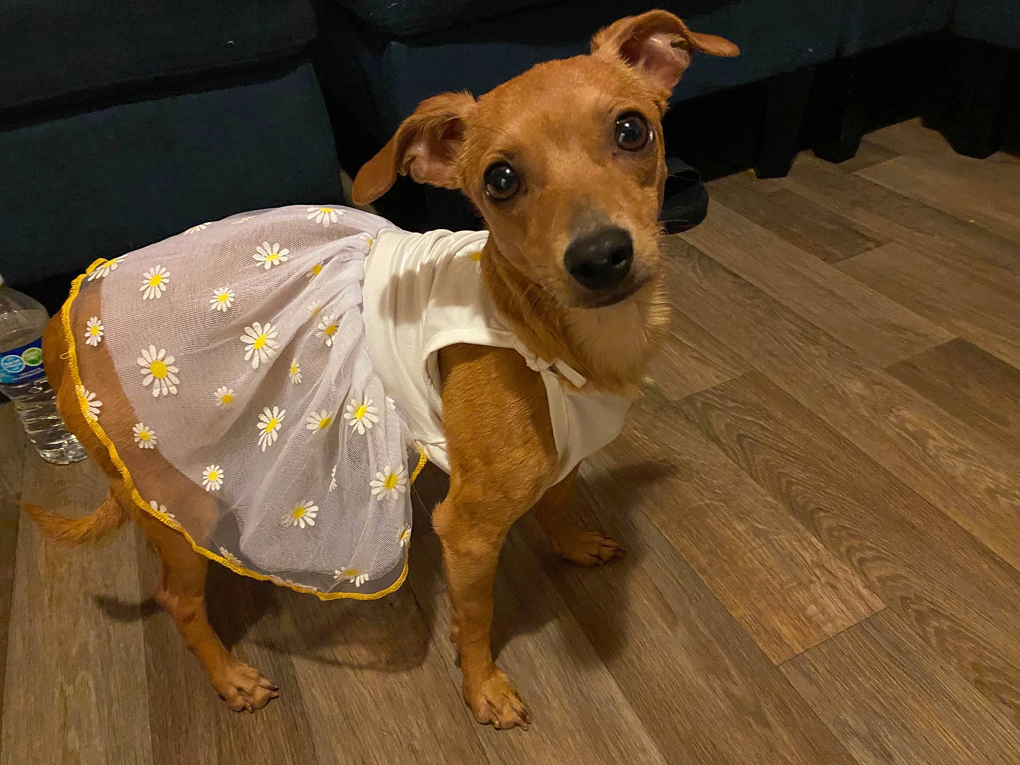 Hermosa joined the competition — help win amazing prizes! canidae, carnivore, chair, collar, companion_dog, dog, dog_breed, dog_clothes, dog_collar, dog_supply, fawn, flooring, hardwood, pet_supply, snout, sporting_group, toy_dog, whiskers, wood, working_animal