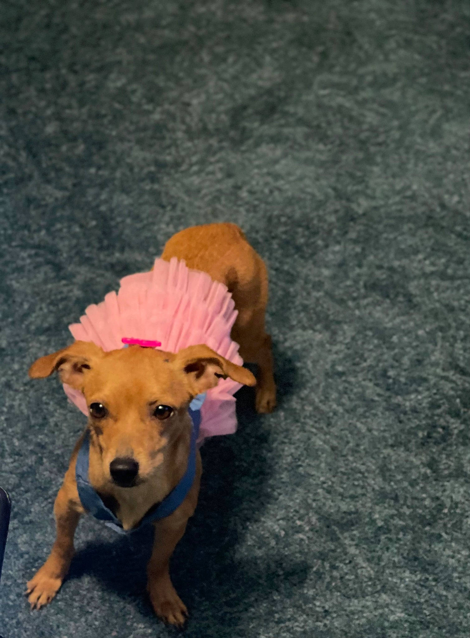 Hermosa is registered to the contest to win money with this photo: asphalt, canidae, carnivore, companion_dog, dog, dog_breed, dog_clothes, dog_supply, dog_toy, fawn, flooring, guard_dog, hound, paw, road_surface, snout, sporting_group, street_dog, tail, working_animal