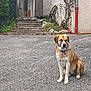 dog, sitting, outdoor, gravel, house, stairs, wooden_shutters, wagon_wheel, plants, greenery, rustic, calm, tan_coat, white_coat, collar, vintage, daylight, quiet, peaceful, front_yard