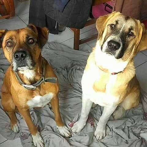 Ganja participe au concours pour gagner de l'argent avec cette photo : alano_espanol, ancient_dog_breeds, black_mouth_cur, boerboel, boxer, canidae, carnivore, companion_dog, dog, dog_breed, fawn, mammal, non_sporting_group, perro_de_presa_mallorquin, puppy_love, rare_breed_dog, snout, sporting_group, vertebrate