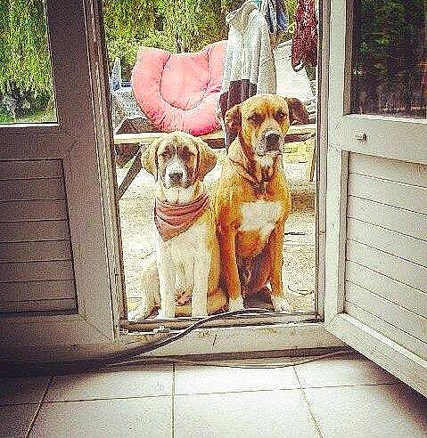 Ganja participe au concours pour gagner de l'argent avec cette photo : canidae, carnivore, companion_dog, dog, dog_breed, dogue_de_bordeaux, door, fawn, home, puggle, puppy, puppy_love, sporting_group, window
