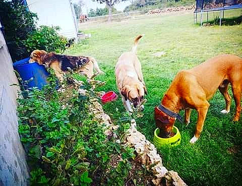 Ganja participe au concours pour gagner de l'argent avec cette photo : black_mouth_cur, canidae, carnivore, dog, dog_breed, hunting_dog, mountain_cur, plant, rhodesian_ridgeback, sporting_group, tosa, vizsla