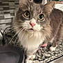 attentive, big_eyes, bowl, cat, close_up, countertop, curious, domestic_cat, feline, fur, granite_countertop, green_eyes, indoor, kitchen, long_hair, paws, pet, pink_nose, portrait, whiskers