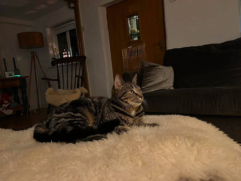 Shrimp joined the competition — help win amazing prizes! bedding, carnivore, cat, comfort, couch, curtain, felidae, floor, flooring, fur, grey, hardwood, lamp, linens, living_room, picture_frame, small_to_medium_sized_cats, tail, whiskers, wood