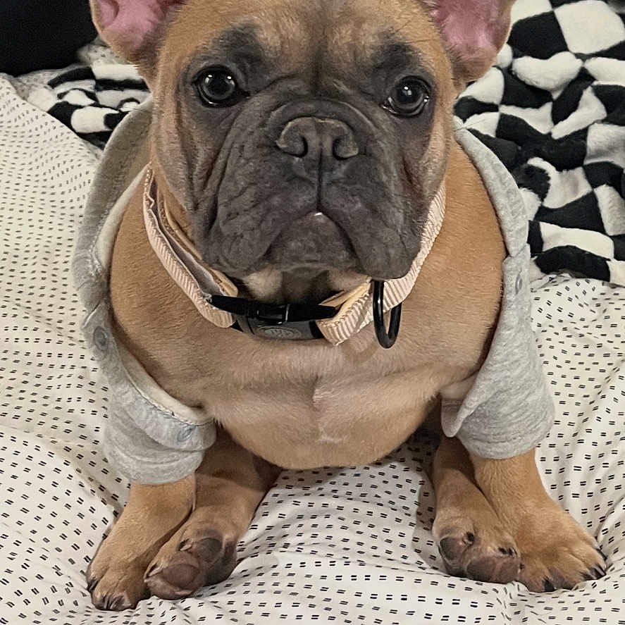 Ellie Rae joined the competition — help win amazing prizes! animal, bed, bedspread, black_nose, canine, collar, cozy, cute, dog, domestic_animal, ears, french_bulldog, fur, hoodie, indoor, looking, pet, puppy, sitting, young