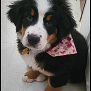 Zelda is registered to the contest to win money with this photo: bernese_mountain_dog, puppy, dog, pet, bandana, pink, hearts, fur, cute, tiled_floor, indoors, animal, young, sitting, looking_up, adorable, fluffy, black_fur, white_fur, brown_fur