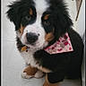 bernese_mountain_dog, puppy, dog, pet, bandana, pink, hearts, fur, cute, tiled_floor, indoors, animal, young, sitting, looking_up, adorable, fluffy, black_fur, white_fur, brown_fur