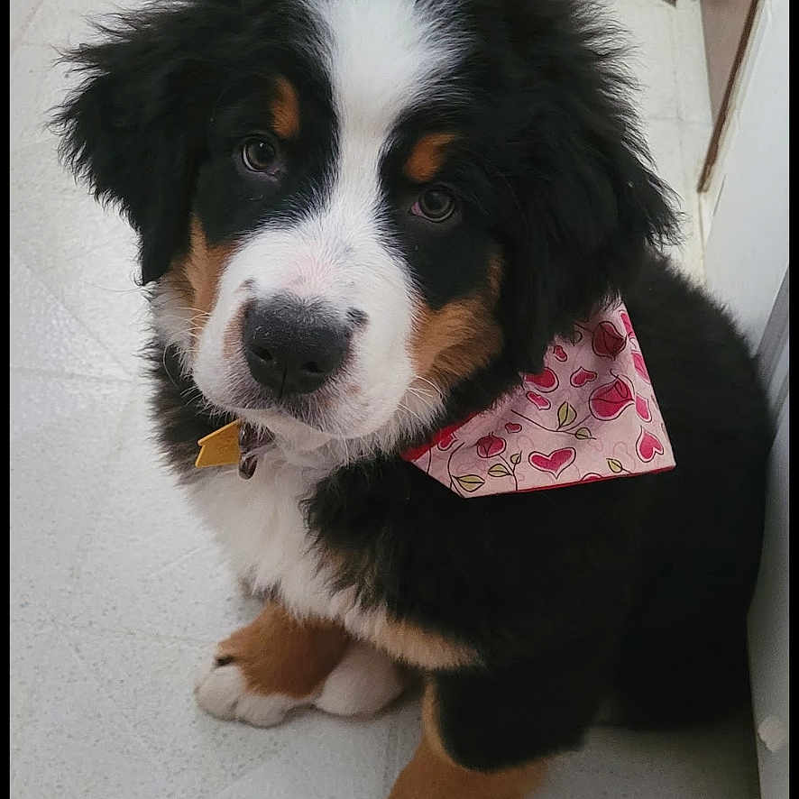 Zelda is registered to the contest to win money with this photo: bernese_mountain_dog, puppy, dog, pet, bandana, pink, hearts, fur, cute, tiled_floor, indoors, animal, young, sitting, looking_up, adorable, fluffy, black_fur, white_fur, brown_fur