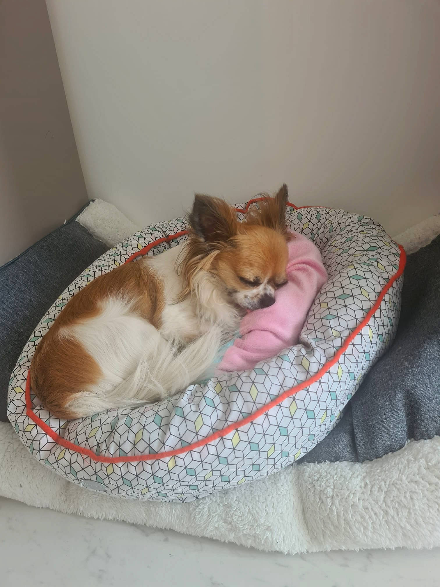 Poppy participe au concours pour gagner de l'argent avec cette photo : bed, bedding, canidae, carnivore, cat_supply, comfort, companion_dog, couch, dog, dog_bed, dog_breed, dog_supply, fawn, felidae, linens, paw, pet_supply, small_to_medium_sized_cats, tail, whiskers