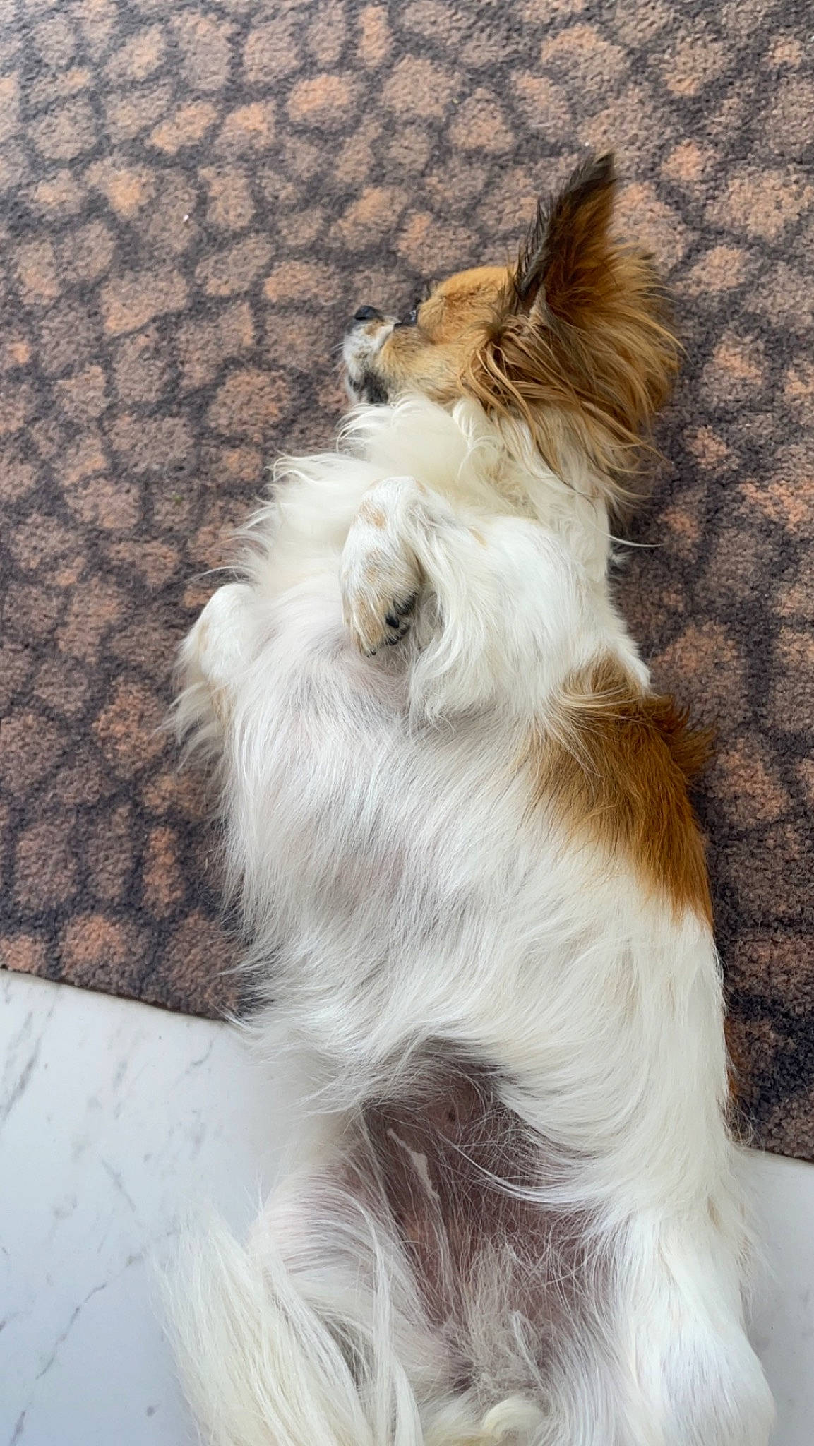 Poppy a rejoint le concours — aidez-le/la à gagner de superbes lots ! canidae, carnivore, collar, companion_dog, dog, dog_breed, dog_supply, fawn, fur, giant_dog_breed, liver, rough_collie, shetland_sheepdog, small_terrier, snout, sporting_group, tail, terrier, toy_dog, whiskers