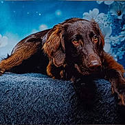 Azur participe au concours pour gagner de l'argent avec cette photo : dog, brown_dog, lying_down, blue_background, flowers, pet, animal, portrait, fur, ears, paw, relaxed, indoor, soft_texture, close_up, cute, calm, looking_away, mammal, companion