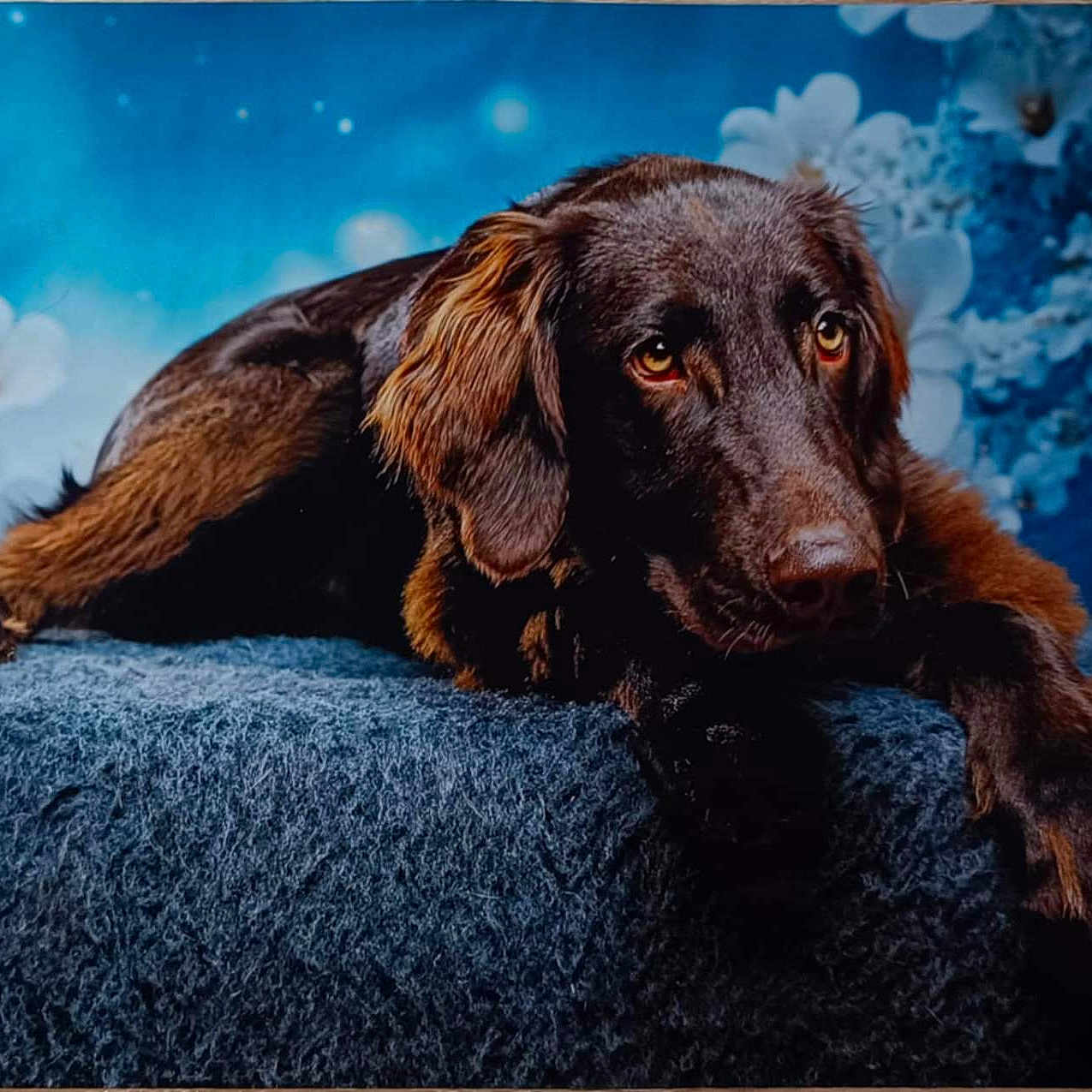 Azur participe au concours pour gagner de l'argent avec cette photo : dog, brown_dog, lying_down, blue_background, flowers, pet, animal, portrait, fur, ears, paw, relaxed, indoor, soft_texture, close_up, cute, calm, looking_away, mammal, companion