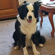 Typha a rejoint le concours — aidez-le/la à gagner de superbes lots ! animal, black_and_white, border_collie, cabinet, canine, carpet, companion, cute, dog, domestic, ears, floor, fur, happy, indoor, living_room, pet, sitting, smiling, table