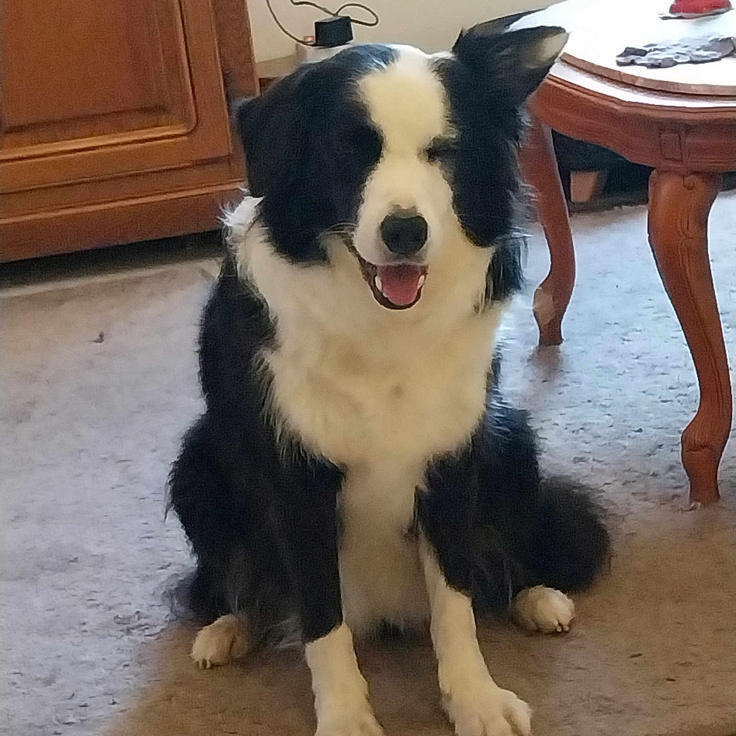 Typha a rejoint le concours — aidez-le/la à gagner de superbes lots ! animal, black_and_white, border_collie, cabinet, canine, carpet, companion, cute, dog, domestic, ears, floor, fur, happy, indoor, living_room, pet, sitting, smiling, table