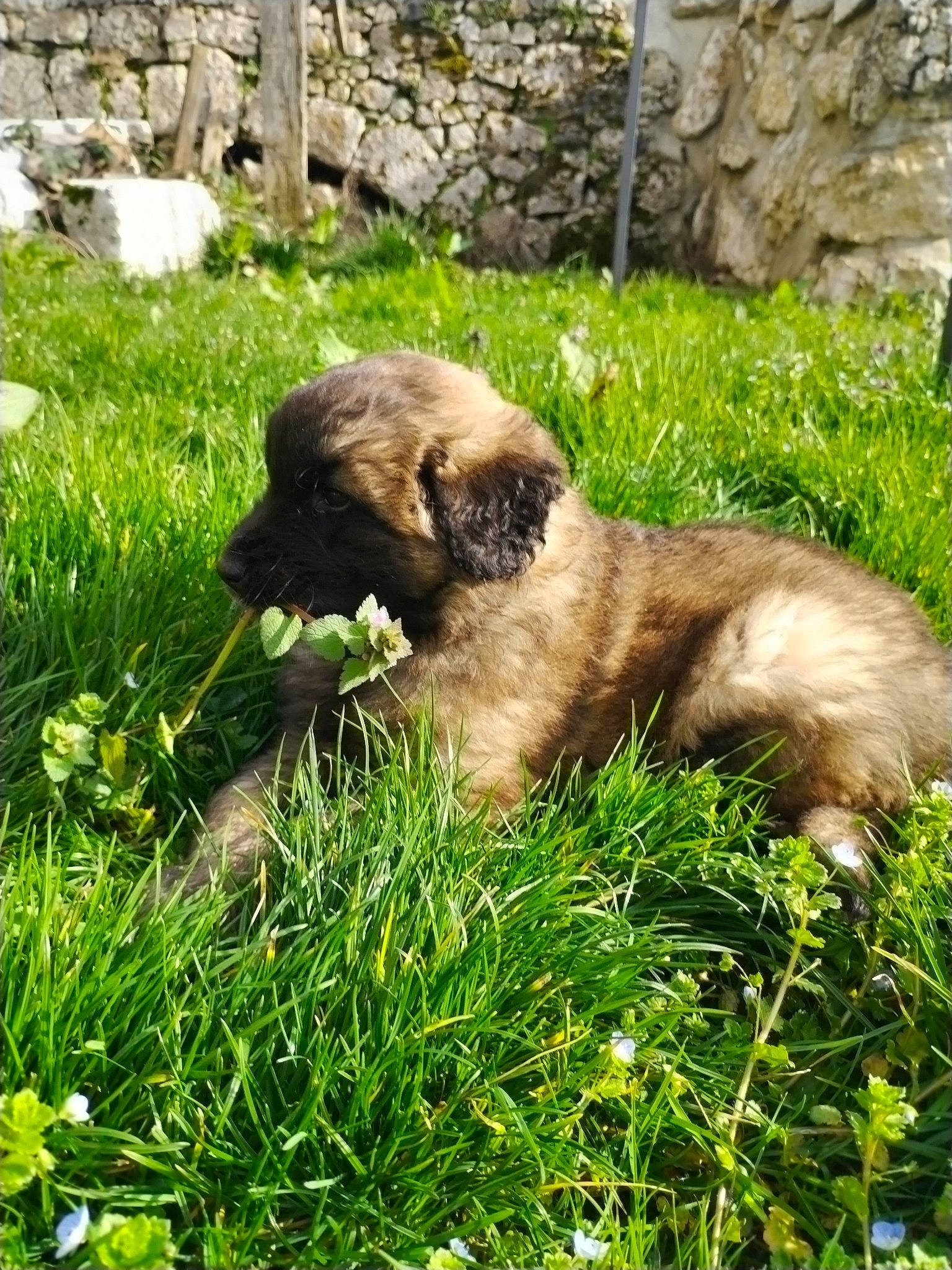 Marvin participe au concours pour gagner de l'argent avec cette photo : canidae, carnivore, companion_dog, dog, dog_breed, estrela_mountain_dog, fawn, felidae, fur, grass, groundcover, hoary_marmot, liver, plant, small_to_medium_sized_cats, snout, sporting_group, tail, terrestrial_animal, whiskers