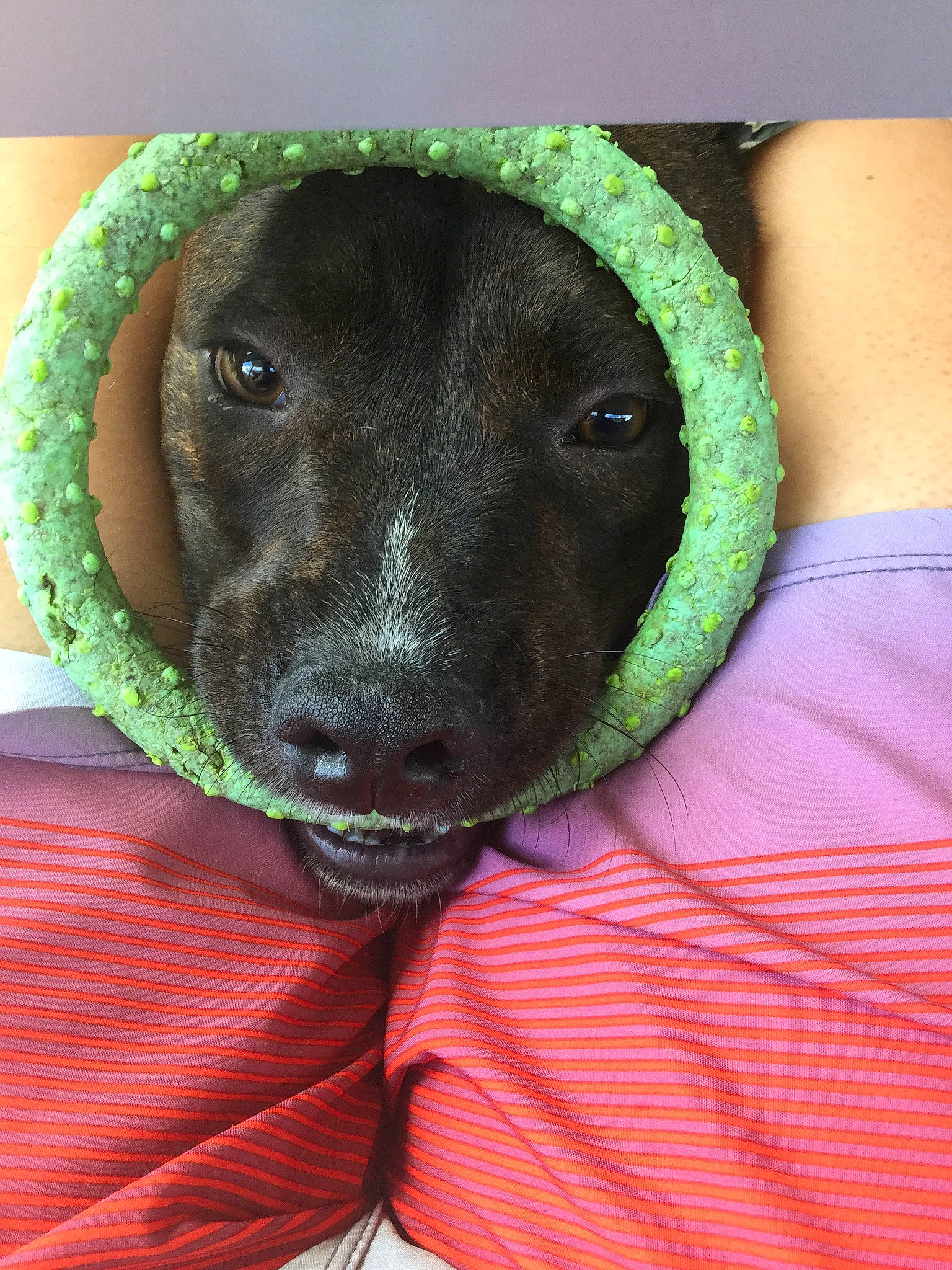 Luna is registered to the contest to win money with this photo: canidae, carnivore, dog, dog_breed, green, labrador_retriever, retriever, snout, sporting_group