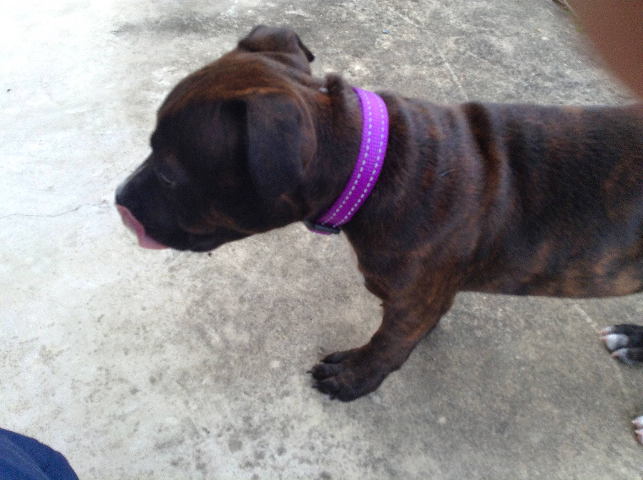 Luna joined the competition — help win amazing prizes! bandog, boerboel, boxer, bullmastiff, cane_corso, canidae, carnivore, dog, dog_breed, dog_collar, fawn, mammal, molosser, puppy, snout, sporting_group