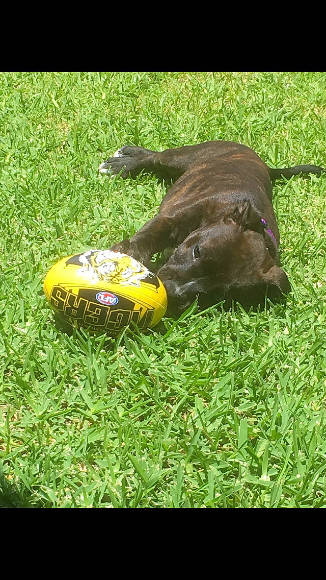 Luna joined the competition — help win amazing prizes! ball, canidae, carnivore, dog, dog_breed, grass, labrador_retriever, lawn, sporting_group, tennis_ball